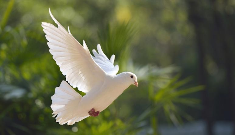 The Day I Almost Hit a Dove